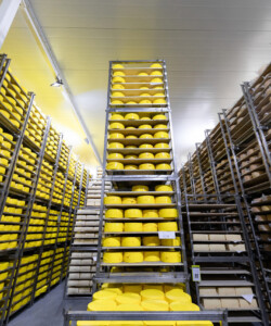 Photo of a cheese factory in Switzerland. Typical italian cheese Parmigiano Reggiano. Thousands of forms of Parmigiano Reggiano in the largest Parmesan cheese storage. forms of cheese ripening